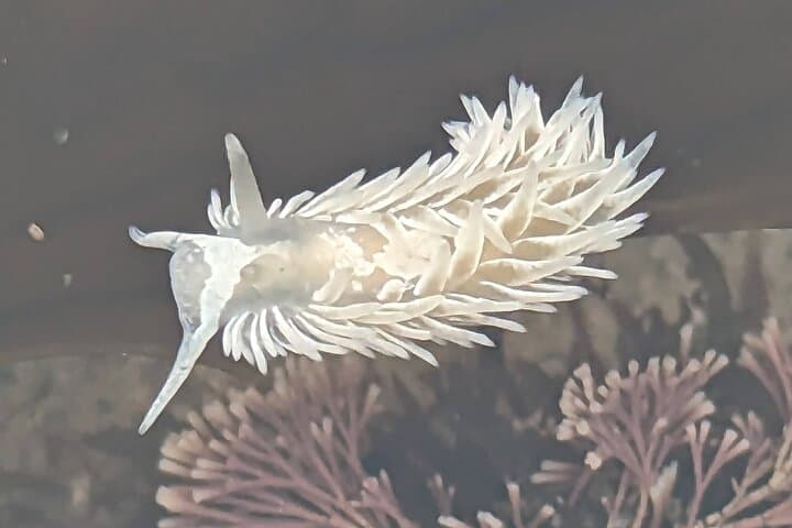 La Jolla Tide Pools Guided Tour with Marine Biologist — San Diego Intertidal Exploration photo 4