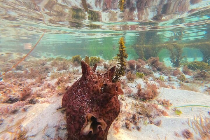 La Jolla Tide Pools Guided Tour with Marine Biologist — San Diego Intertidal Exploration photo 6