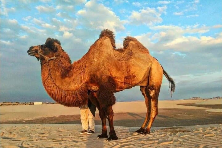 Huacachina Camel and Sand-Buggy Adventure from Ica