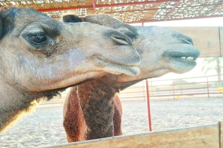 Huacachina Camel and Sand-Buggy Adventure from Ica photo 2