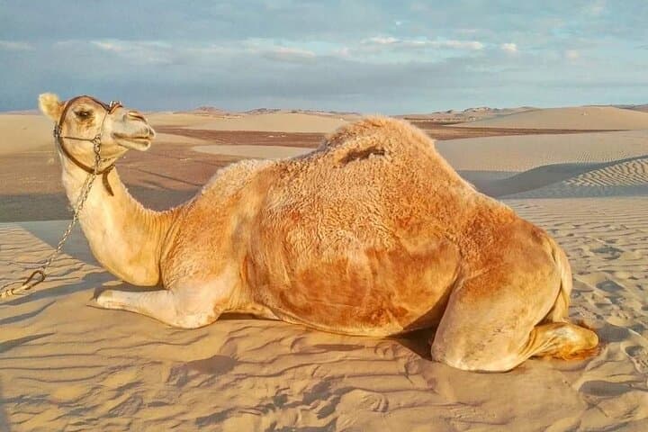 Huacachina Camel and Sand-Buggy Adventure from Ica photo 3