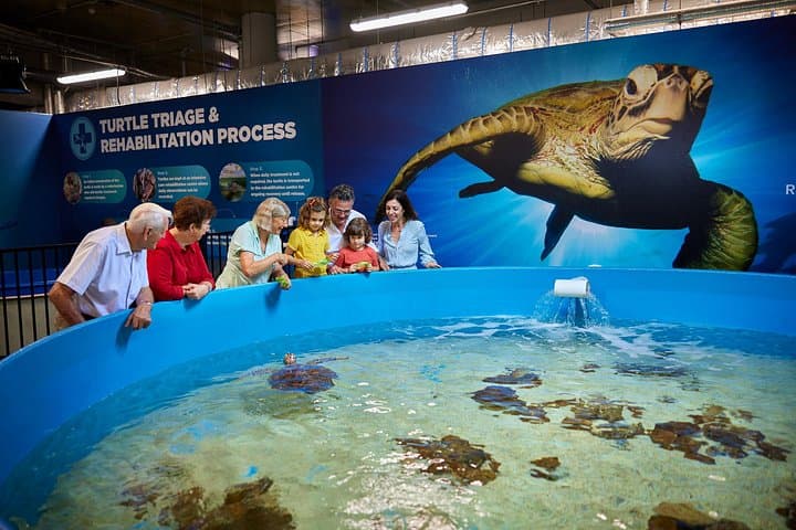 Behind the Scenes at Cairns Turtle Hospital: Aquarium Admission and Rehab Tour