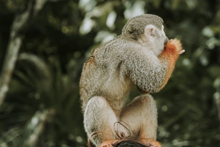 Sosua Monkey Jungle & 7-Platform Zipline from Puerto Plata photo 2