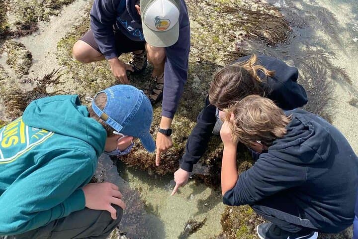 La Jolla Tide Pools Guided Tour with Marine Biologist — San Diego Intertidal Exploration photo 5