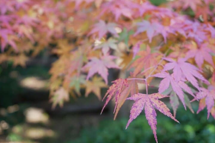 Nagoya Autumn Leaves Private Tour: Castle, Tokugawa Garden & Samurai Treasures photo 4