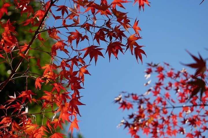 Nagoya Autumn Leaves Private Tour: Castle, Tokugawa Garden & Samurai Treasures photo 5