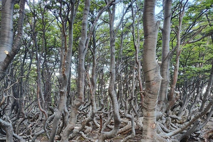 Private Ushuaia National Park Tour — Tierra del Fuego Day Trip photo 6