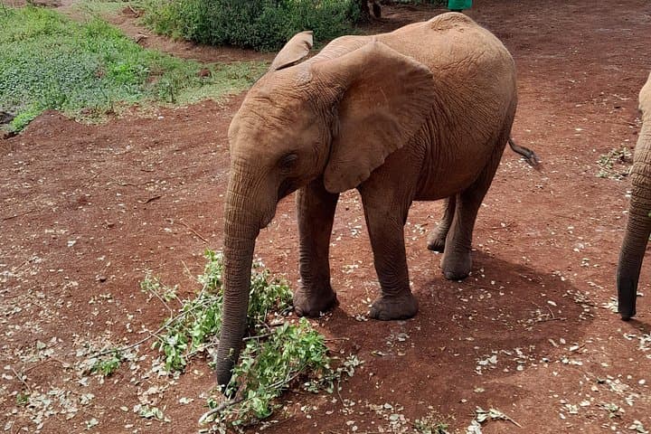 Up-Close with Rothschild Giraffes and Nairobi's Elephant Orphanage — Half-Day Guided Tour photo 1