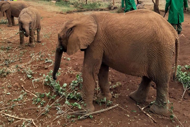 Up-Close with Rothschild Giraffes and Nairobi's Elephant Orphanage — Half-Day Guided Tour photo 2