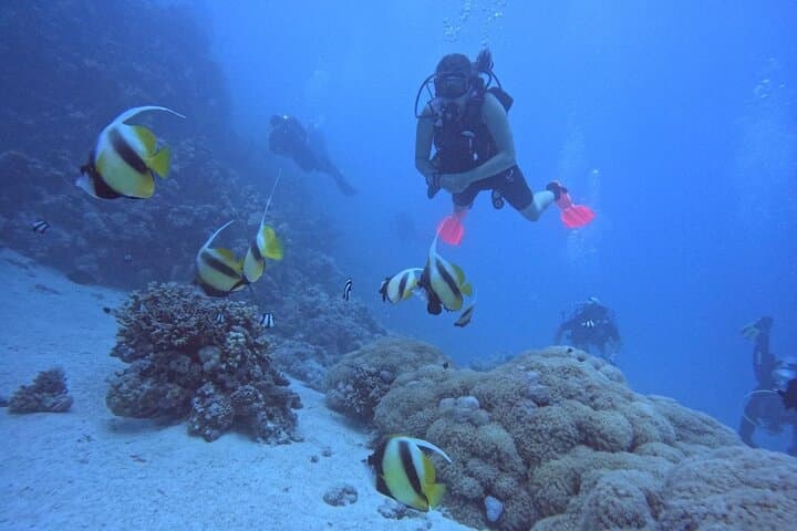 Intro Scuba Diving in Hurghada: Discover the Red Sea's Coral Gardens
