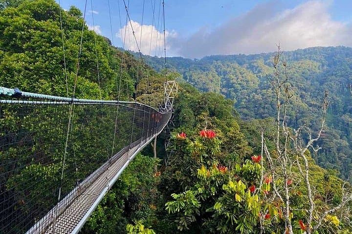 6-Day Rwanda Gorilla & Chimpanzee Safari — Volcanoes & Nyungwe Trekking