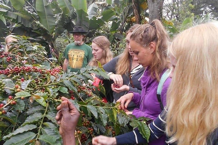 Materuni Waterfalls and Coffee Plantation Day Trip — Waterfall Walk & Chagga Coffee Experience photo 5