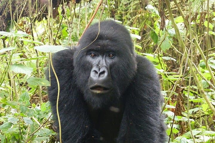 6-Day Rwanda Gorilla & Chimpanzee Safari — Volcanoes & Nyungwe Trekking photo 2
