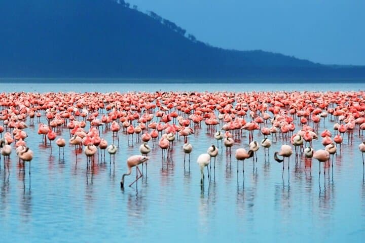 Private 4WD Day Tour to Lake Nakuru from Nairobi — Game Drives & Naivasha Boat photo 2