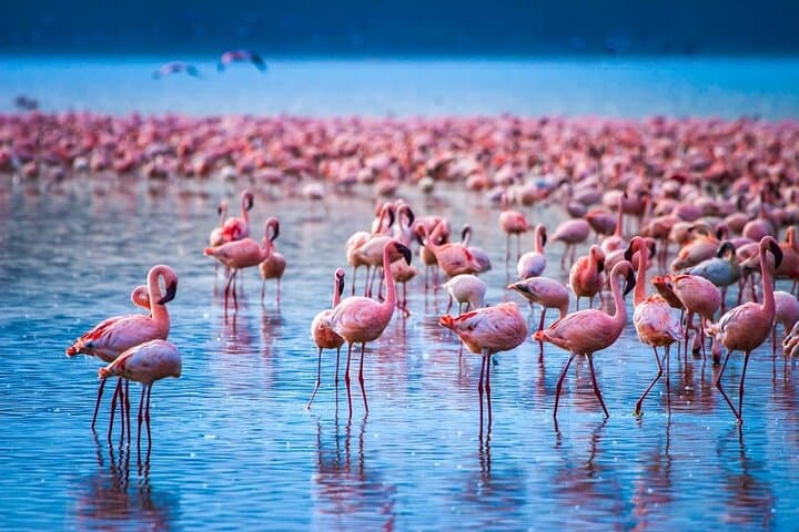 2-Day Overnight Safari from Nairobi: Hell's Gate, Lake Naivasha & Lake Nakuru photo 3