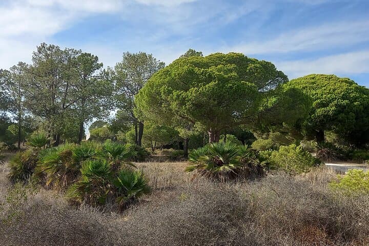 Half-Day Ria Formosa Walking Tour: Birdwatching, Dunes & Coastal Wetlands photo 3
