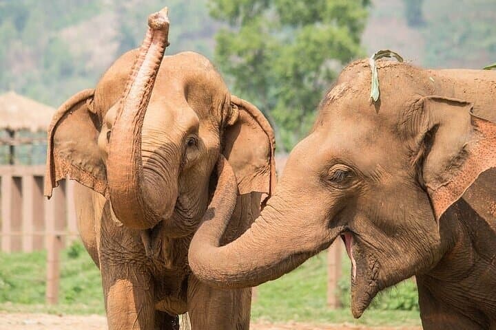 10-Day Kenya Honeymoon Safari: 4x4 Land Cruiser Camping Through Maasai Mara, Ol Pejeta & Aberdare photo 6