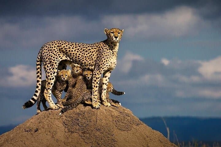 5-Day Masai Mara & Lake Nakuru Safari — Big Five, Flamingos and Lodge Stays photo 5