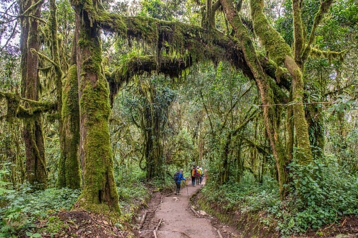 One-Day Marangu Hike to Mandara Hut on Mount Kilimanjaro photo 3