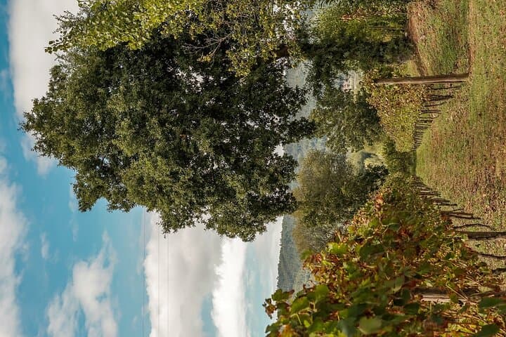 Private Vinho Verde Experience: Manor Tasting & Vineyard Insights near Braga photo 6