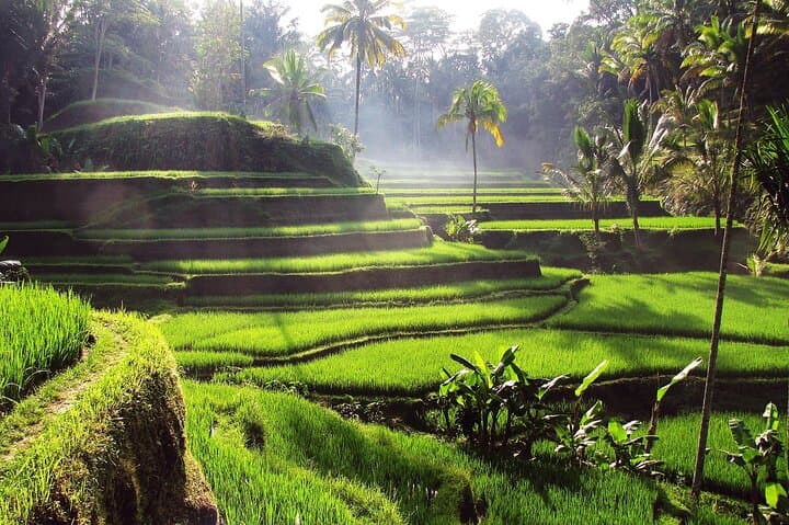 Private Ubud Full-Day Guided Tour: Tegallalang, Batuan Temple & Tegenungan Waterfall photo 2