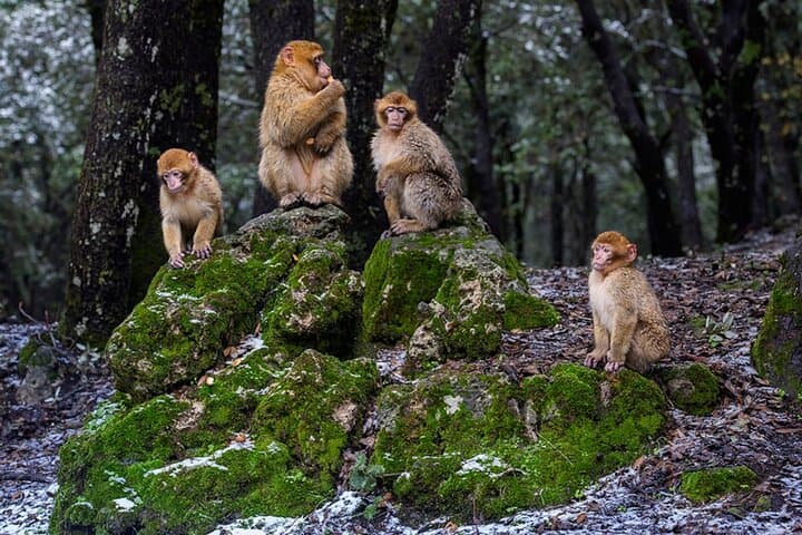 Middle Atlas Day Trip from Fes: Ifrane, Azrou & Cedar Forests photo 5