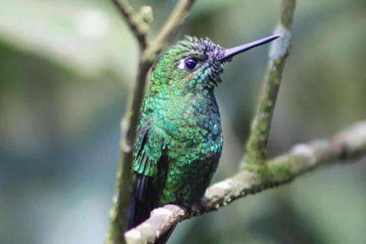 Poás Volcano Tour & Birdwatching — Day Trip from San José photo 5