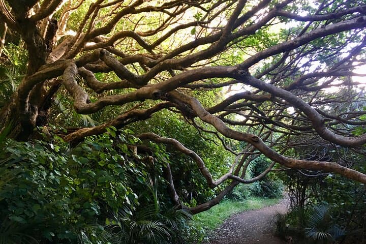 Auckland Wild Side: Piha, Karekare & Mount Eden Half-Day Tour photo 3