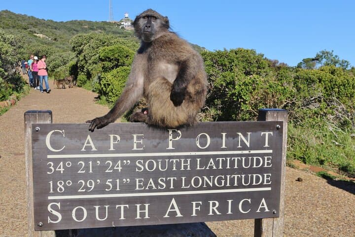 Table Mountain, Boulders Penguins & Cape Point: Full-Day Small Group Tour from Cape Town photo 3