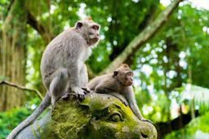 Ubud Day Tour: Waterfalls, Tegalalang Rice Terraces & Monkey Forest photo 3