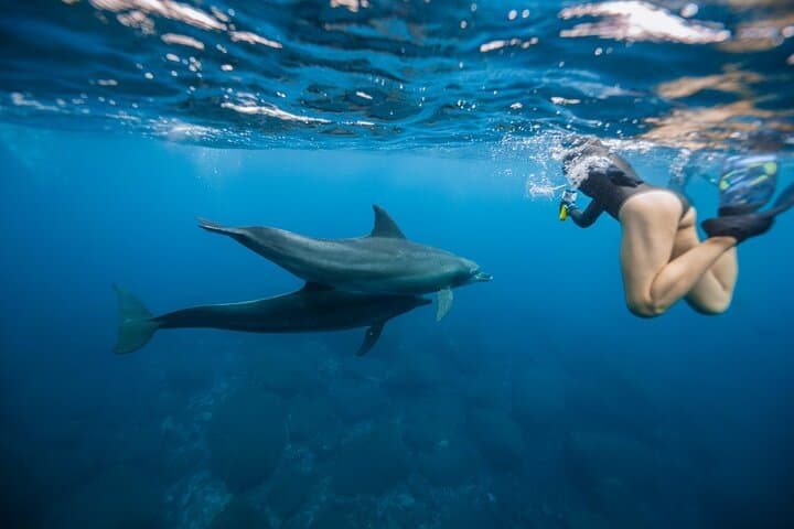 Swim with Wild Dolphins and Sea Turtles on a West Oahu Semi-Private Tour photo 1