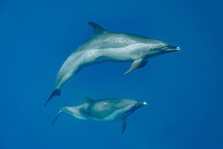 Swim with Wild Dolphins and Sea Turtles on a West Oahu Semi-Private Tour photo 2