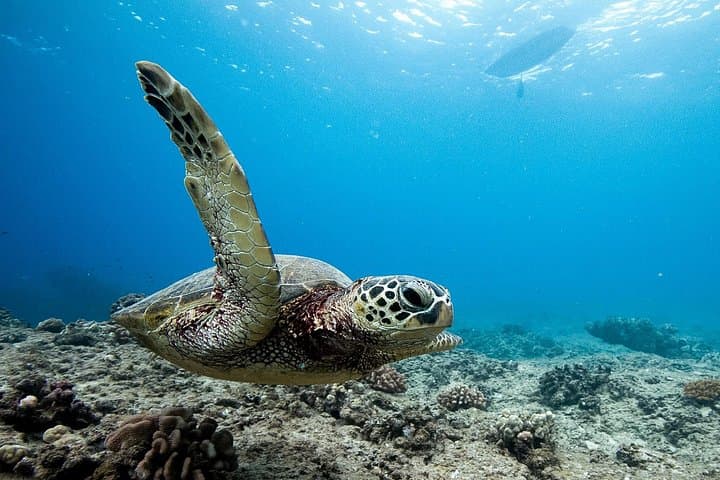Swim with Wild Dolphins and Sea Turtles on a West Oahu Semi-Private Tour photo 4