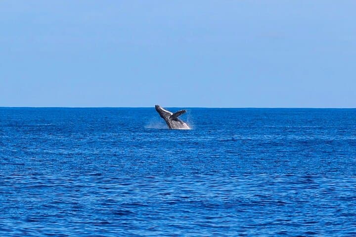 West Oahu Whale Watch & Turtle Snorkel — Semi-Private Boat Tours from Waianae Harbor photo 6