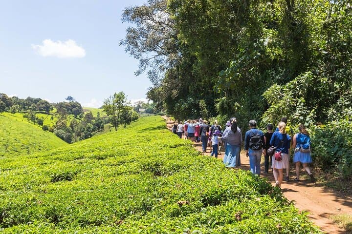 Kiambethu Tea Farm Tour from Nairobi: Tea Walk, Colobus Monkeys & Farm Lunch photo 2