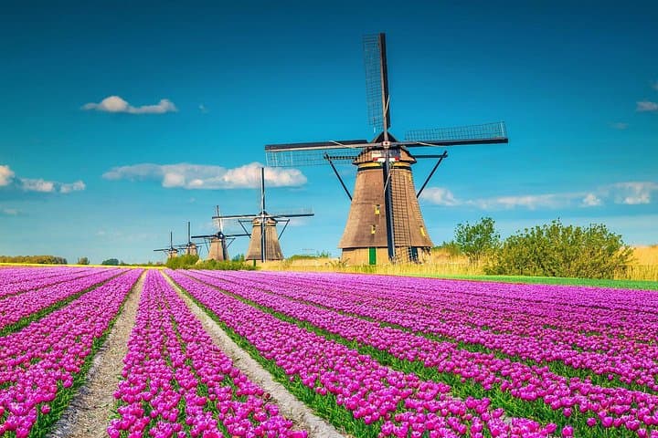 Kinderdijk Windmills: Private Full-Day Photography Tour from Rotterdam Port photo 6