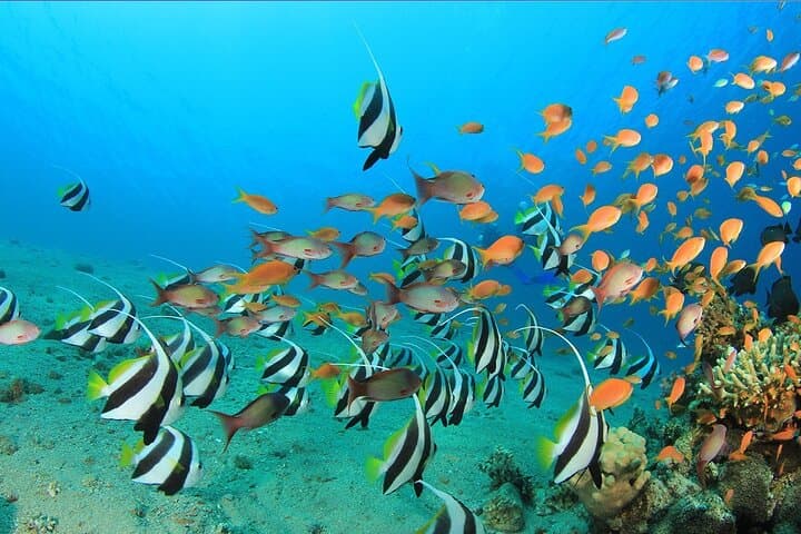 Paradise Island Full-Day Snorkel from Hurghada: Coral Reefs and Beach Time photo 3