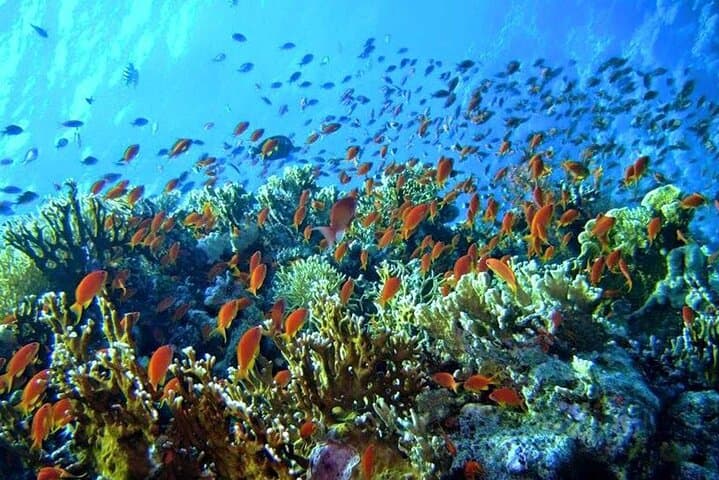 Paradise Island Full-Day Snorkel from Hurghada: Coral Reefs and Beach Time photo 5