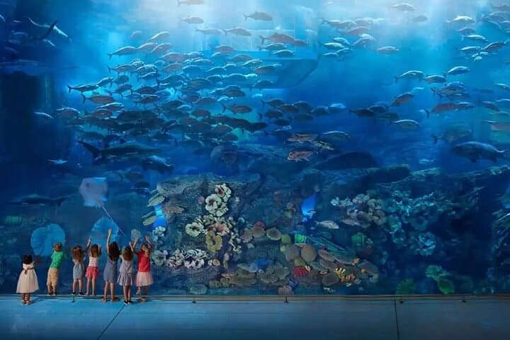 Burj Khalifa Observation Deck and Dubai Aquarium Underwater Zoo: Sky-High Views and Marine Encounters photo 1