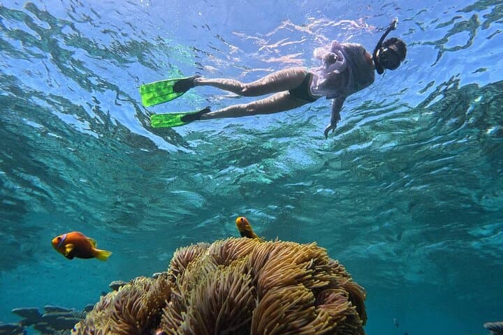 Ukulhas 3-Point Snorkel: Speedboat Reefs, Turtles & Clownfish photo 3