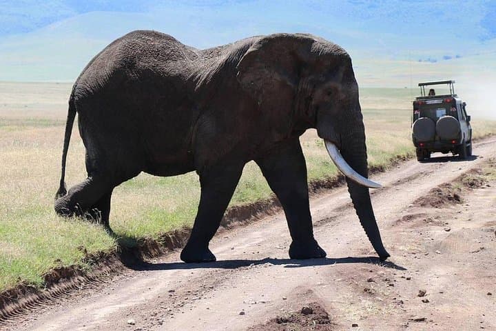 Kenya 9-Day High-End Wildlife Safari: Amboseli, Samburu & Maasai Mara photo 4