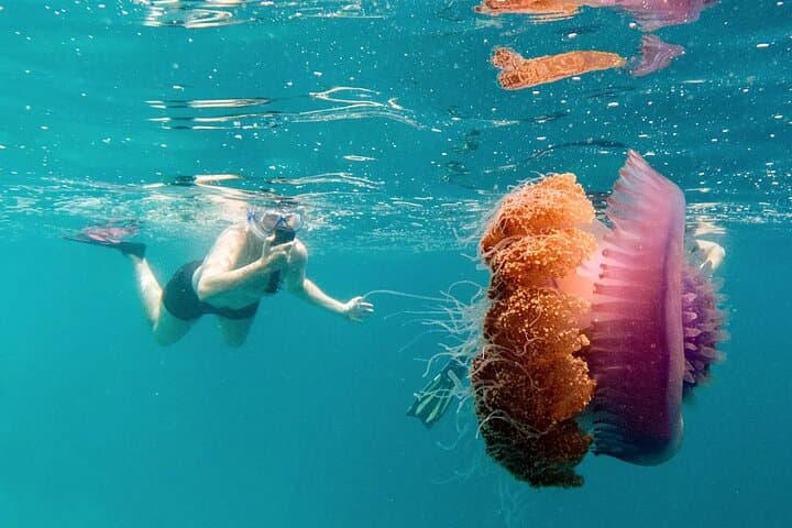 Ukulhas 3-Point Snorkel: Speedboat Reefs, Turtles & Clownfish photo 5