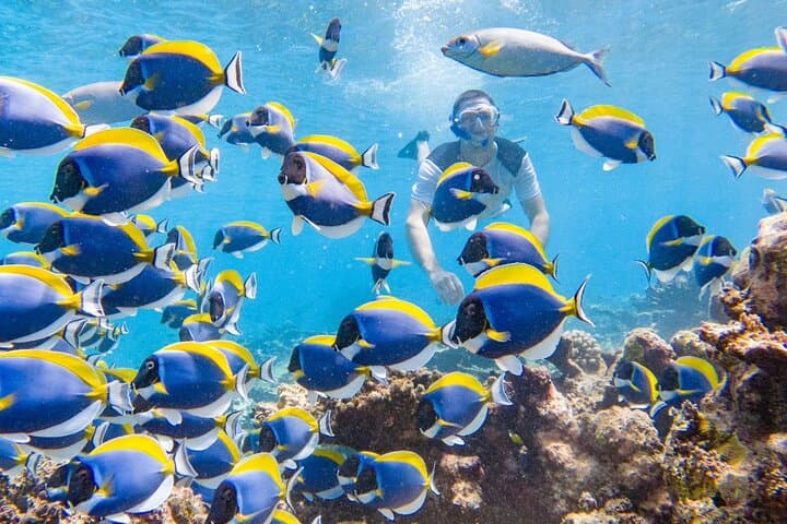 Ukulhas 3-Point Snorkel: Speedboat Reefs, Turtles & Clownfish