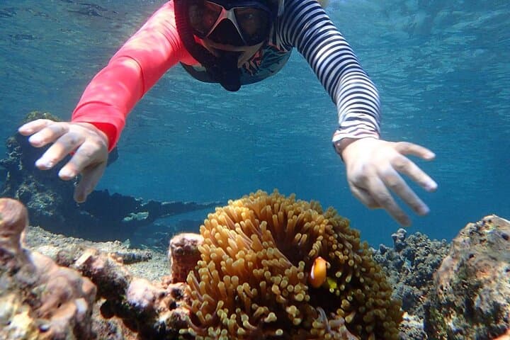 Ukulhas 3-Point Snorkel: Speedboat Reefs, Turtles & Clownfish photo 2