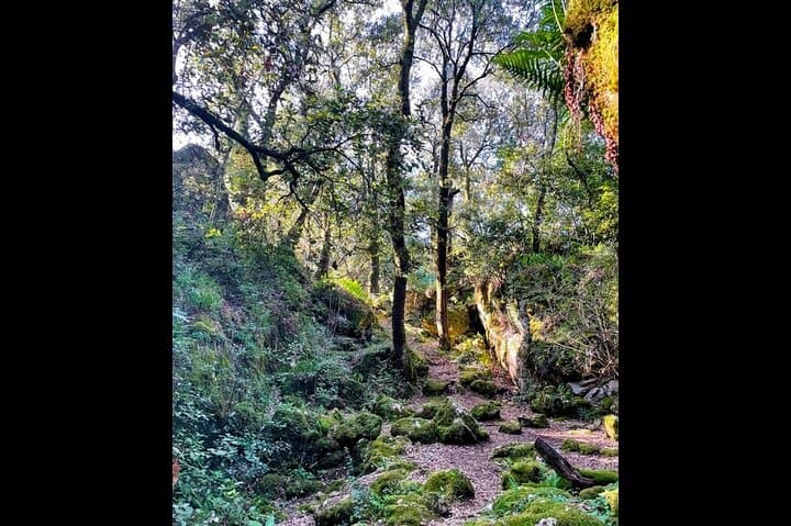 Korčula Enchanted Forest Hike and Vineyard Wine Tasting