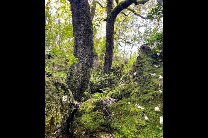 Korčula Enchanted Forest Hike and Vineyard Wine Tasting photo 2