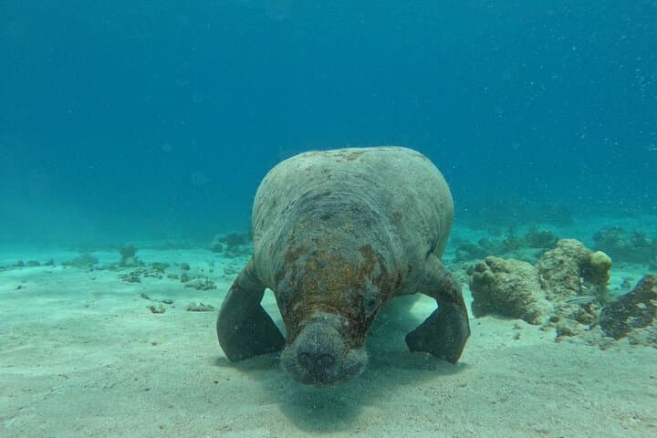 Full-Day San Pedro to Caye Caulker Hop-On Hop-Off Boat Tour — Snorkel Hol Chan & Shark Ray Alley photo 2