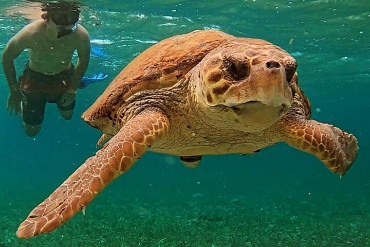 Full-Day San Pedro to Caye Caulker Hop-On Hop-Off Boat Tour — Snorkel Hol Chan & Shark Ray Alley photo 4