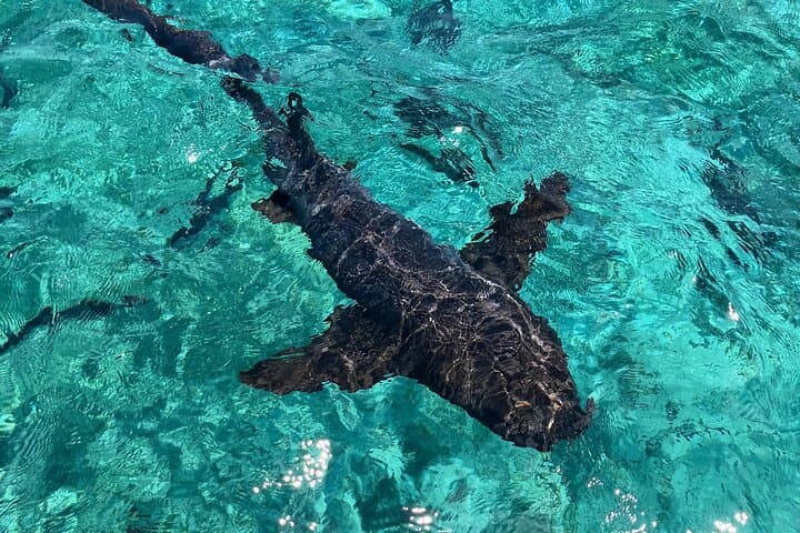 Full-Day San Pedro to Caye Caulker Hop-On Hop-Off Boat Tour — Snorkel Hol Chan & Shark Ray Alley photo 5