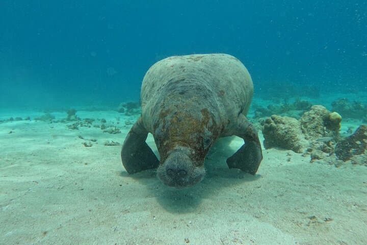 Jet Ski Snorkeling on Ambergris Caye: 3-Hour Guided Tour to the Belize Barrier Reef photo 2